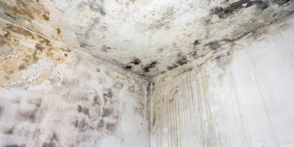 Pintar Fachadas de Casas Unifamiliares / Chalets La Matanza de Acentejo · Pintura Antihumedad / Antimoho para Humedades / Moho